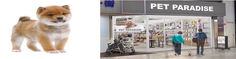 可愛い我が家の愛犬に、限りない幸せを願いましょう!情報サイト